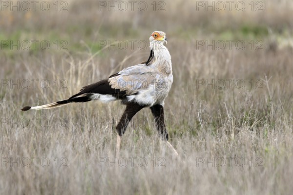 Secretary (Sagittarius serpentarius), adult, running, foraging, alert, Mountain Zebra National