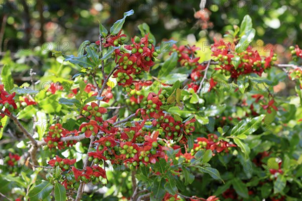 Ochna gamostigmata Du Toit, flower, flowering, shrub, Kirstenbosch Botanical Gardens, Cape Town,