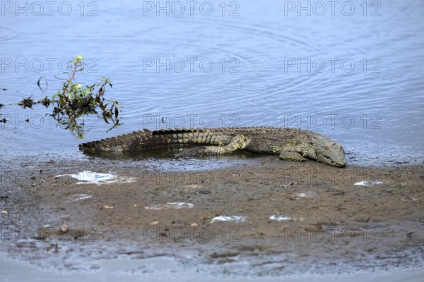 Nile crocodile (Crocodylus niloticus), adult, on land, in the water, resting, Kruger, Kruger