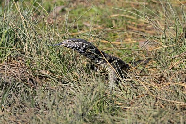 Nile monitor lizard (Varanus niloticus), adult, foraging, tongues, Kruger, Kruger National Park,