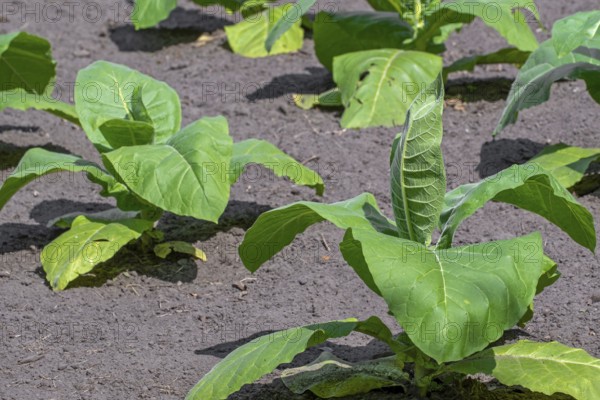 Aztec tobacco, strong tobacco (Nicotiana rustica) plants on field in late spring, early summer,