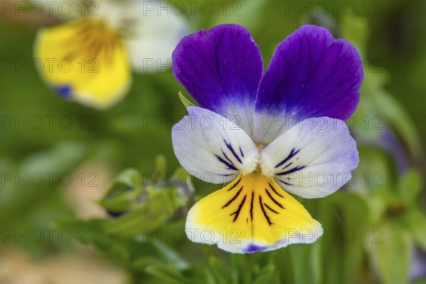 Wild pansy, Johnny Jump up, heartsease, heart's ease (Viola tricolor) close-up of colourful