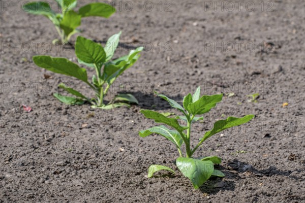 Cultivated tobacco, common tobacco (Nicotiana tabacum) plant on field in late spring, early summer,