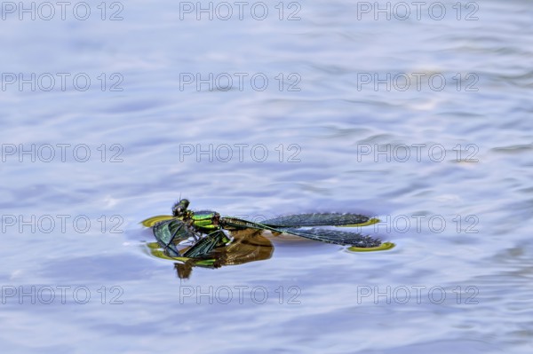Beautiful demoiselle (Calopteryx virgo) male damselfly drowning in stream because surface tension