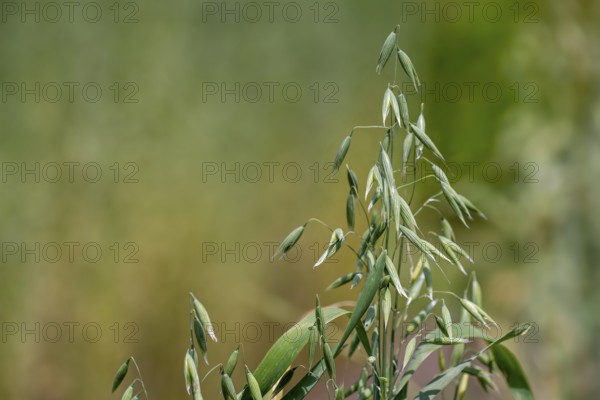 Common oat (Avena sativa), close-up of spikelets, cereal grain used for human consumption and as