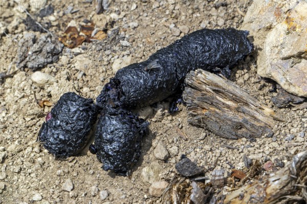 Close-up of black coloured droppings, faeces, poo from red fox (Vulpes vulpes) full of insects and