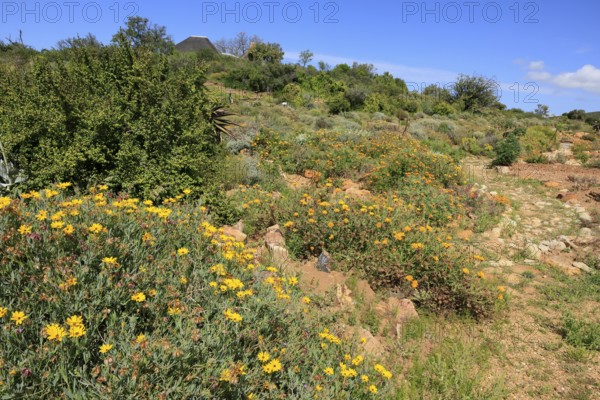 Karoo Desert National Botanical Garden, landscape, in spring, semi-desert, blooming, Worcester,