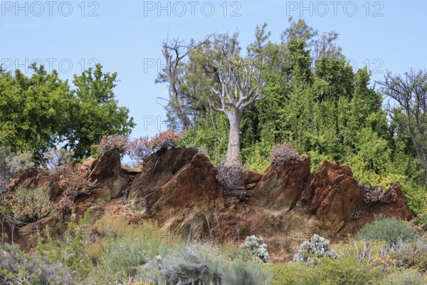 Karoo Desert National Botanical Garden, landscape, in spring, semi-desert, Worcester, Western Cape,