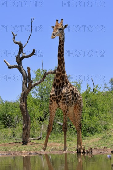 Cape giraffe (Giraffa camelopardalis giraffa), adult, water, Kruger, Kruger National Park, South