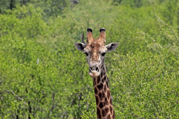 Cape giraffe (Giraffa camelopardalis giraffa), adult, portrait, alert, Kruger, Kruger National