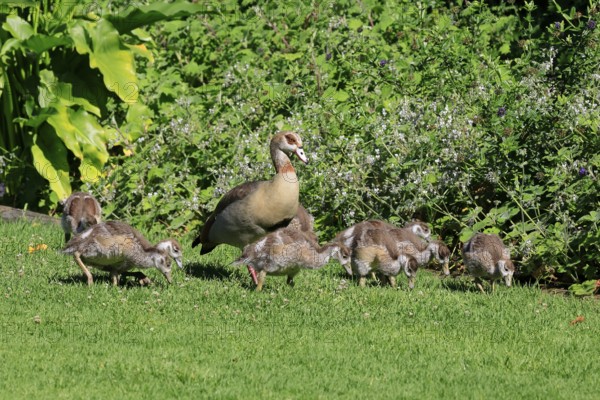 Egyptian goose (Alopochen aegyptiaca), adult, young, alert, in a meadow, chicks, foraging,