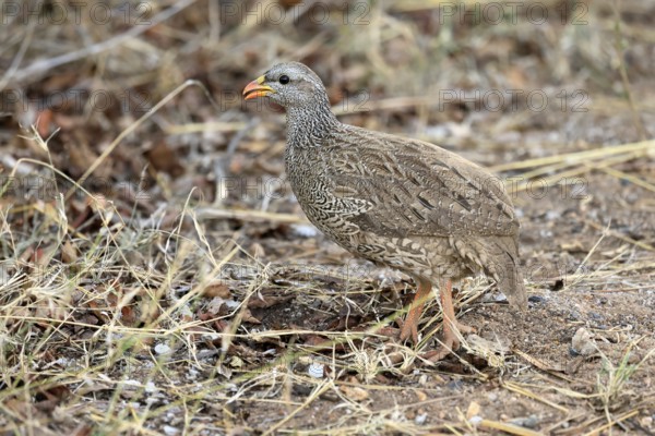 Natal Francolin (Pternistis natalensis), adult, foraging, on the ground, Kruger, Kruger National