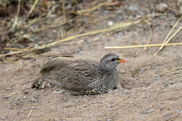 Natal Francolin (Pternistis natalensis), adult, on the ground, sand bath, plumage care, Kruger,