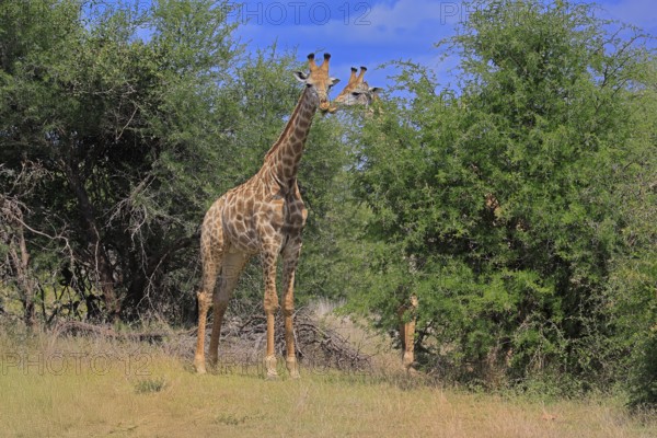 Cape giraffe, (Giraffa camelopardalis giraffa), adult, pair, Kruger, Kruger National Park, South