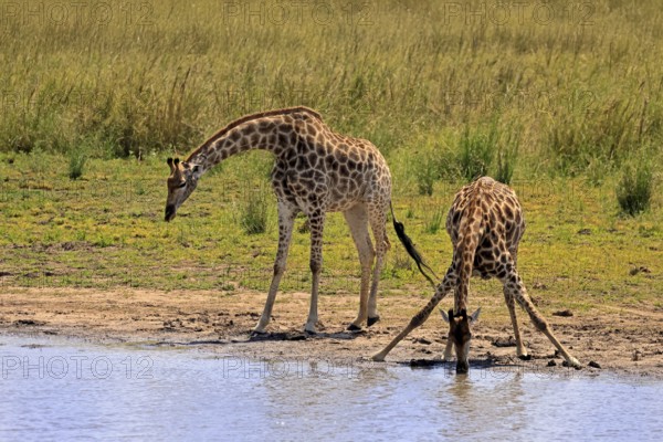 Cape giraffe (Giraffa camelopardalis giraffa), adult, two, water, drinking, Kruger, Kruger National
