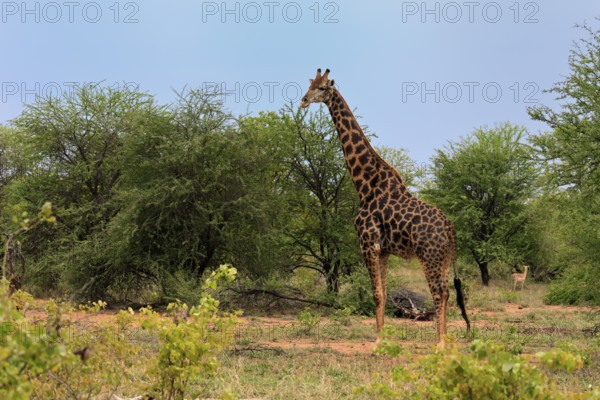 Cape giraffe, (Giraffa camelopardalis giraffa), adult, feeding, Kruger, Kruger National Park, South