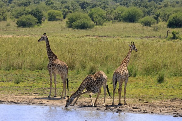 Cape giraffe (Giraffa camelopardalis giraffa), adult, three, water, drinking, Kruger, Kruger