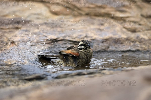 Cape Bunting (Emberiza capensis), adult, at the water, bathing, Mountain Zebra National Park,