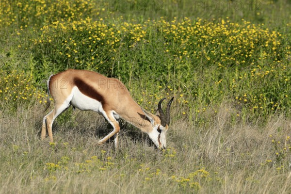 Cape springbok (Antidorcas marsupialis), adult, male, feeding, Mountain Zebra National Park,