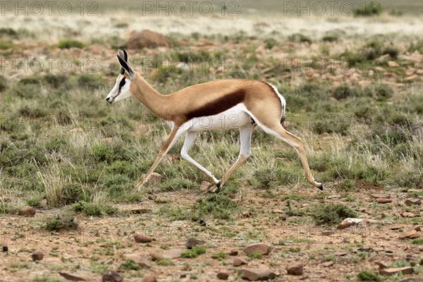 Cape springbok (Antidorcas marsupialis), adult, male, running, foraging, Mountain Zebra National