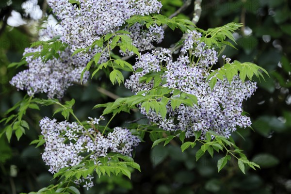 Cedrach tree (Melia azedarach), flower, in bloom, Kirstenbosch Botanical Gardens, Cape Town, South