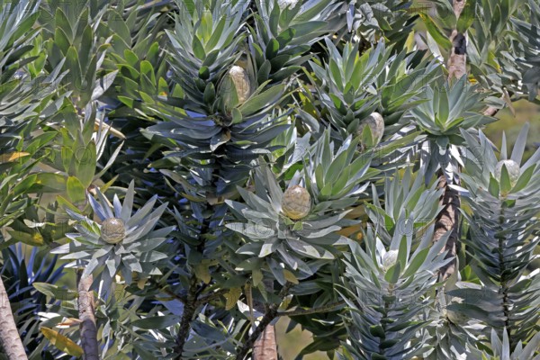 Silver tree (Leucadendron argenteum), flowering, flowers, Kirstenbosch Botanical Gardens, Cape