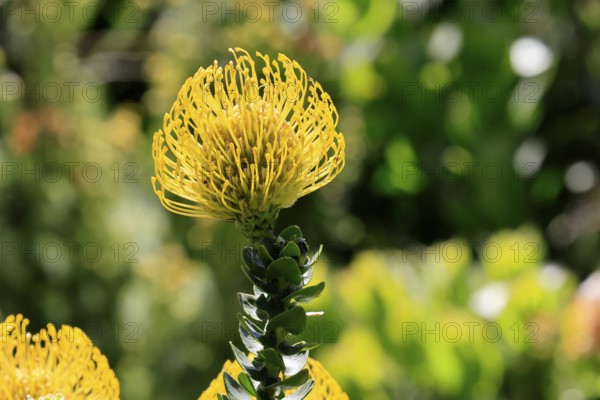 Pincushion protea (Leucospermum cordifolium), flower, in bloom, Kirstenbosch Botanical Gardens,
