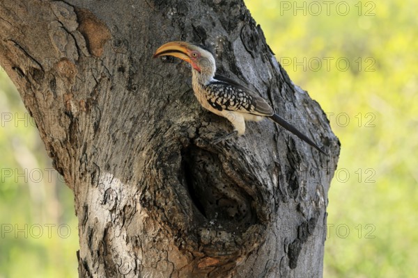 Southern Yellow-billed Hornbill (Tockus leucomelas), Red-ringed Hornbill, adult, male, at breeding