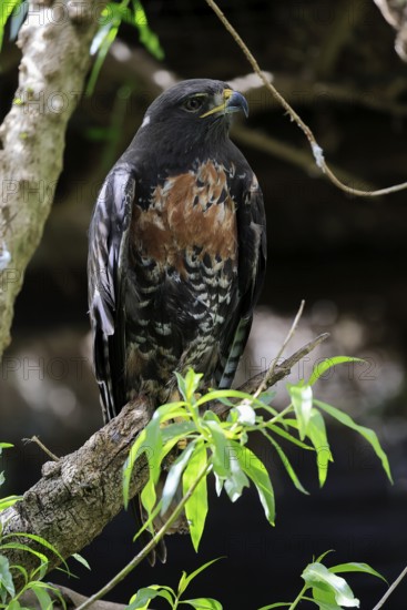 Rock Buzzard (Buteo rufofuscus), Jackal Buzzard, adult, on tree, perch, South Africa