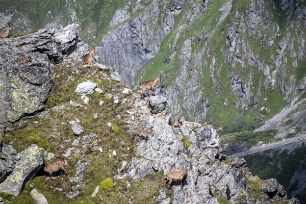 Alpine ibex (Capra ibex) group on exposed rocks at the summit of Mont Blana, Hérménence, Valais