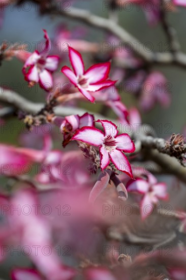 Multiflorous desert rose (Adenium multiflorum) also known as Sabi star, many pinkish white flowers,