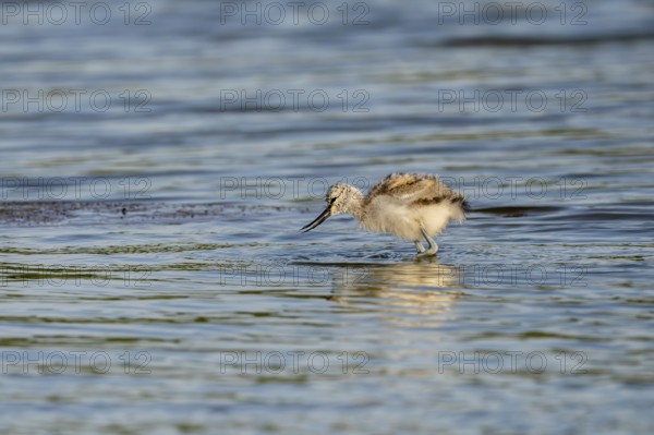 Avocet (Recurvirostra avosetta), chick foraging in the water, Texel, province of North Holland,
