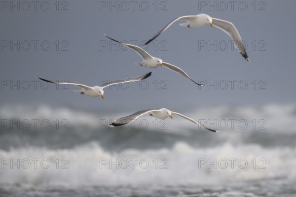 Herring gulls (Larus argentatus) in flight over the surf looking for starfish, Hvide Sande, North