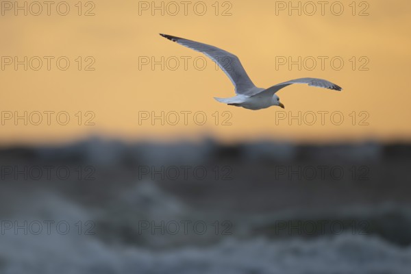 Herring gull (Larus argentatus) in flight over the surf looking for starfish, evening mood, Hvide
