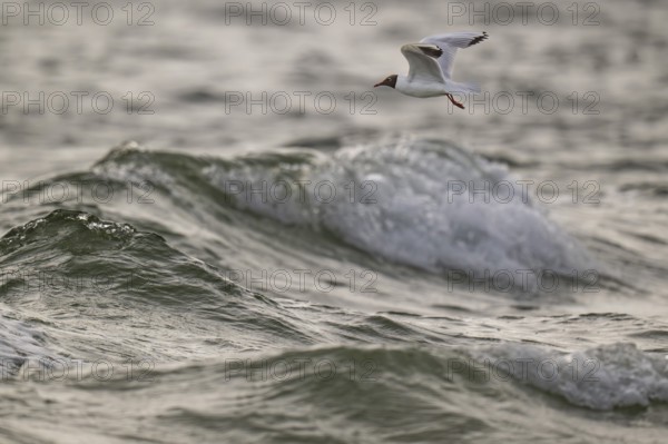 Black-headed gull (Chroicocephalus ridibundus) in summer plumage, flying above the sea surface,