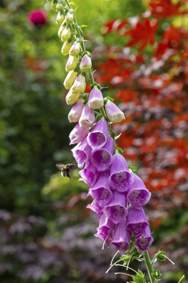 Common foxglove (Digitalis purpurea), bumblebee approaching, Sieversen, Rosengarten, Lower Saxony,