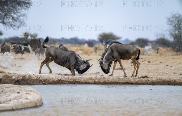 Blue wildebeest (Connochaetes taurinus), two males fighting at a waterhole, Nxai Pan National Park,
