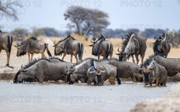 Blue wildebeest (Connochaetes taurinus), group drinking at a waterhole, Nxai Pan National Park,