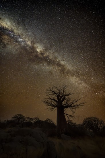 Silhouette of a baobab tree with starry sky and Milky Way, African baobab (Adansonia digitata),