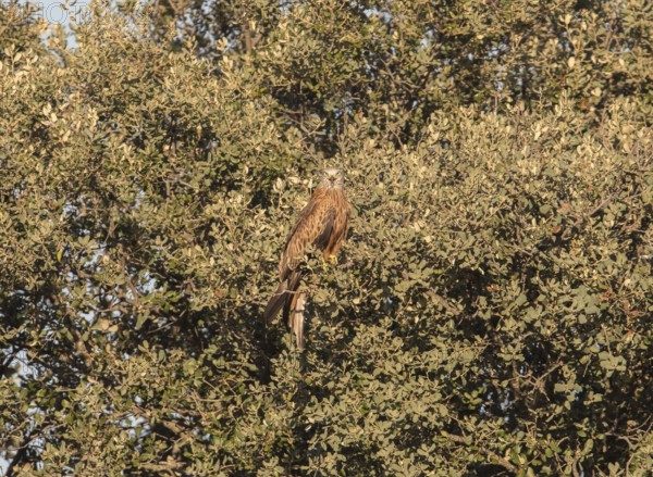 Red kite (Milvus milvus), Extremadura, Castilla La Mancha, Spain