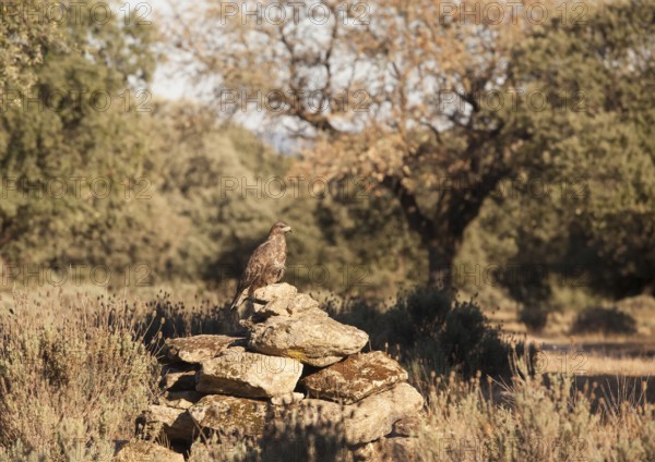 Common buzzard (Buteo buteo), Extremadura, Castilla La Mancha, Spain