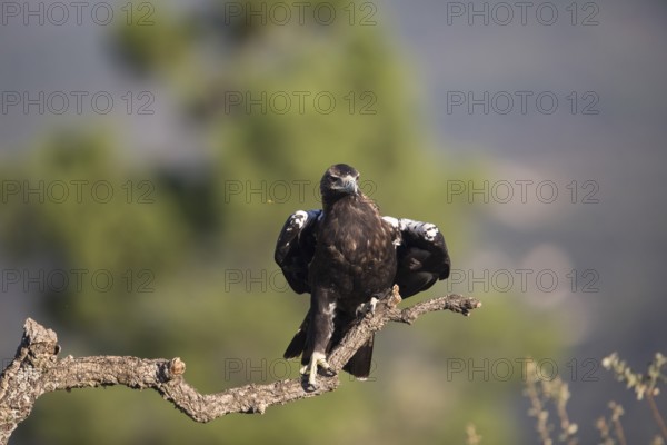Iberian Eagle (Aquila adalberti), Spanish imperial eagle, Extremadura, Castilla La Mancha, Spain