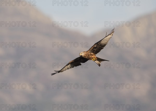 Red kite (Milvus milvus), Extremadura, Castilla La Mancha, Spain