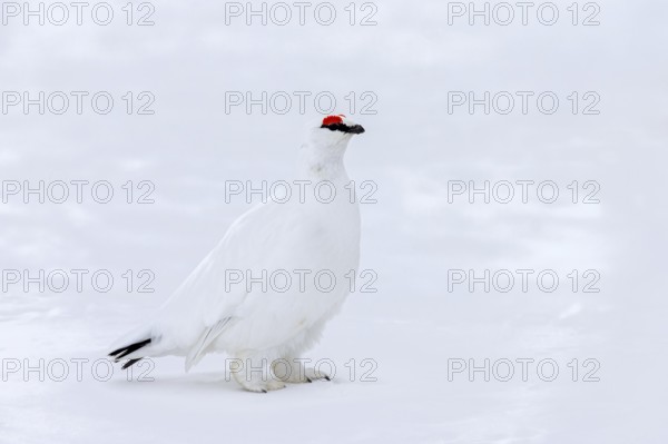 Rock ptarmigan (Lagopus muta hyperborea) male with red eyebrows showing white winter camouflage