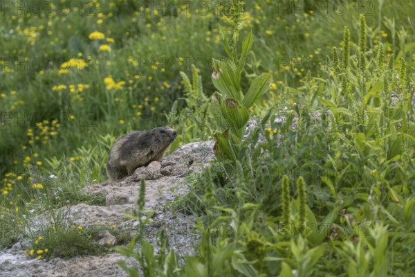 Marmot (Marmota marmota), Monte Baldo, Veneto, Italy