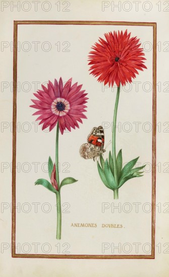 Anemone doubles, double anemone, historical, digitally enhanced reproduction from Theatrum florae
