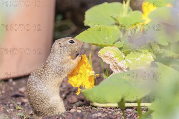 A young European ground squirrel (Spermophilus citellus) or European souslik stands in an