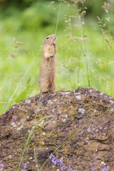An adult European ground squirrel (Spermophilus citellus) or European souslik stands on a rock in a