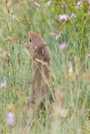 A young European ground squirrel (Spermophilus citellus) or European souslik stands in a meadow