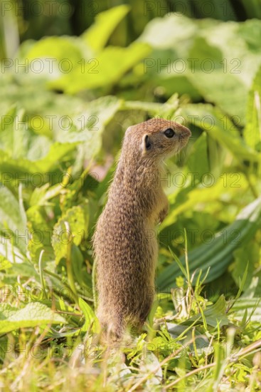 A young European ground squirrel (Spermophilus citellus) or European souslik stands in a meadow